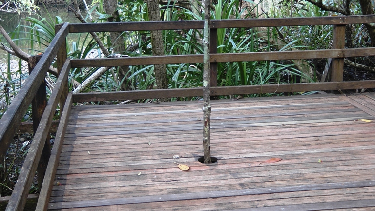 Rainforest Boardwalk